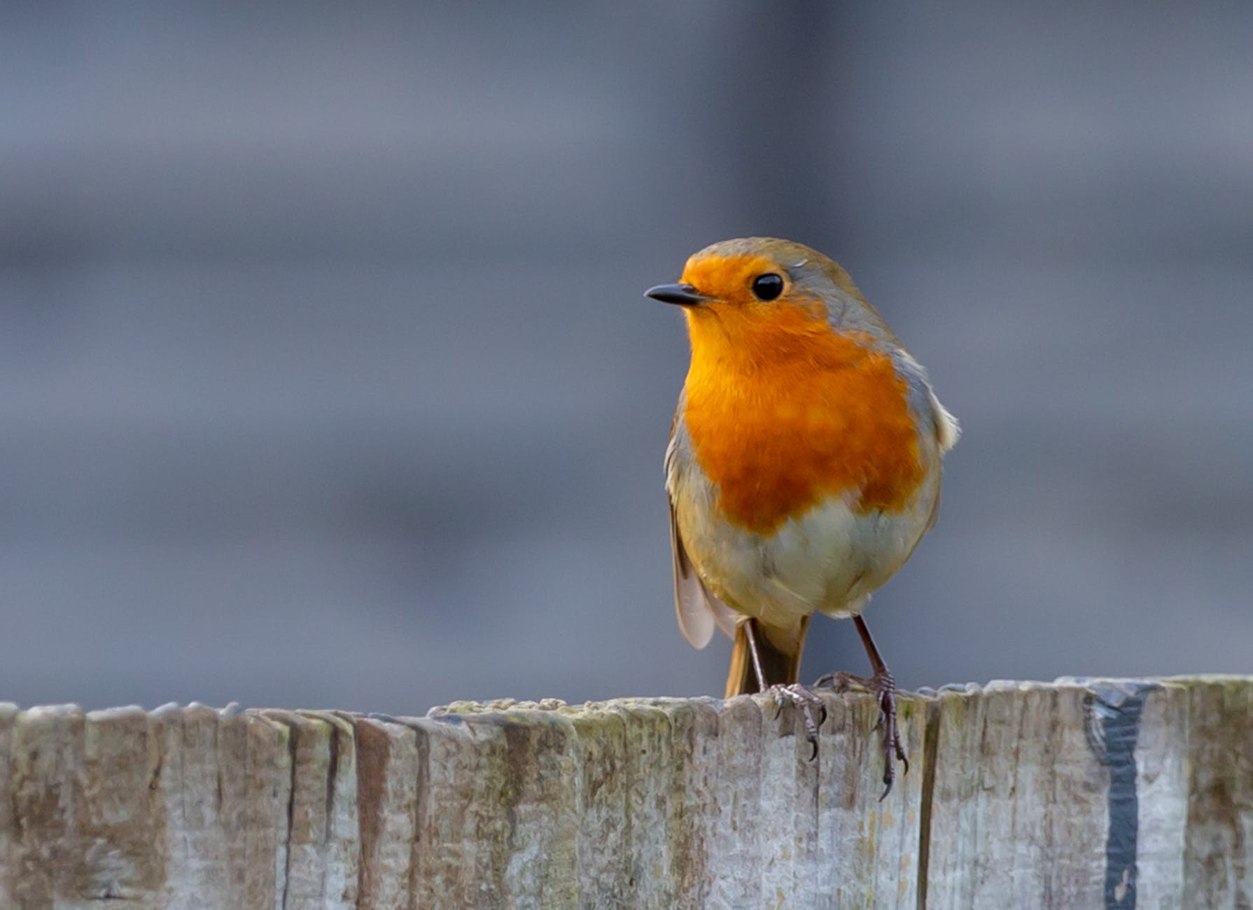 Read more about the article Plans versus Strategies: what can we learn from the Robin Redbreast?